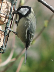 20160222 Great Tit